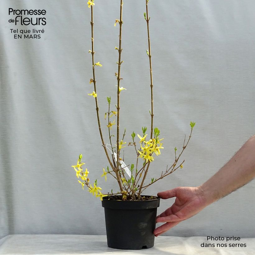 Spécimen de Forsythia x intermedia Lynwood - Mimosa de Paris Pot de 2L/3LHauteur livrée env. 40/60cm tel que livré au printemps