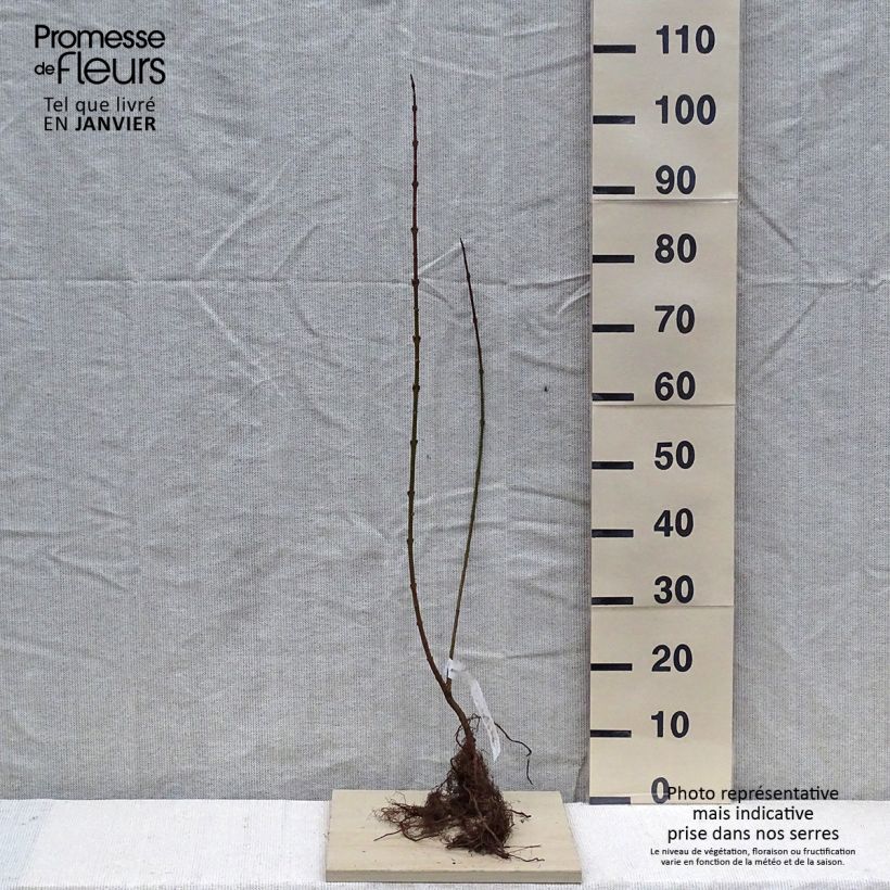 Spécimen de Forsythia x intermedia Lynwood - Mimosa de Paris Petites Racines nues, RamifiéHauteur livrée env. 30/50cm tel que livré en hiver