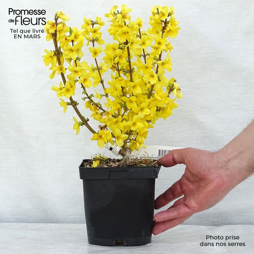 Spécimen de Mimosa de Paris - Forsythia x intermedia Mindor tel que livré au printemps