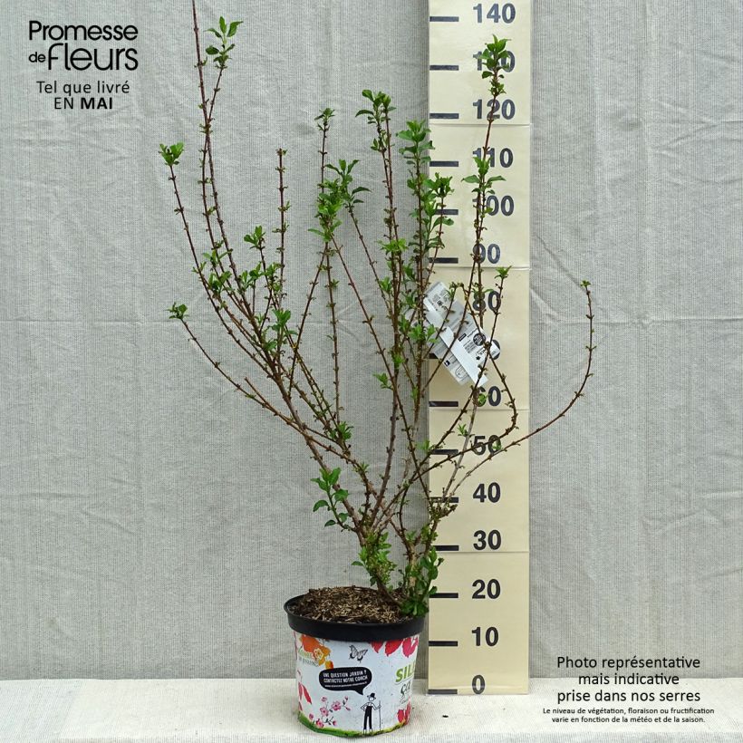 Spécimen de Mimosa de Paris - Forsythia x intermedia Mindor en pot de 7,5l/10l tel que livré au printemps