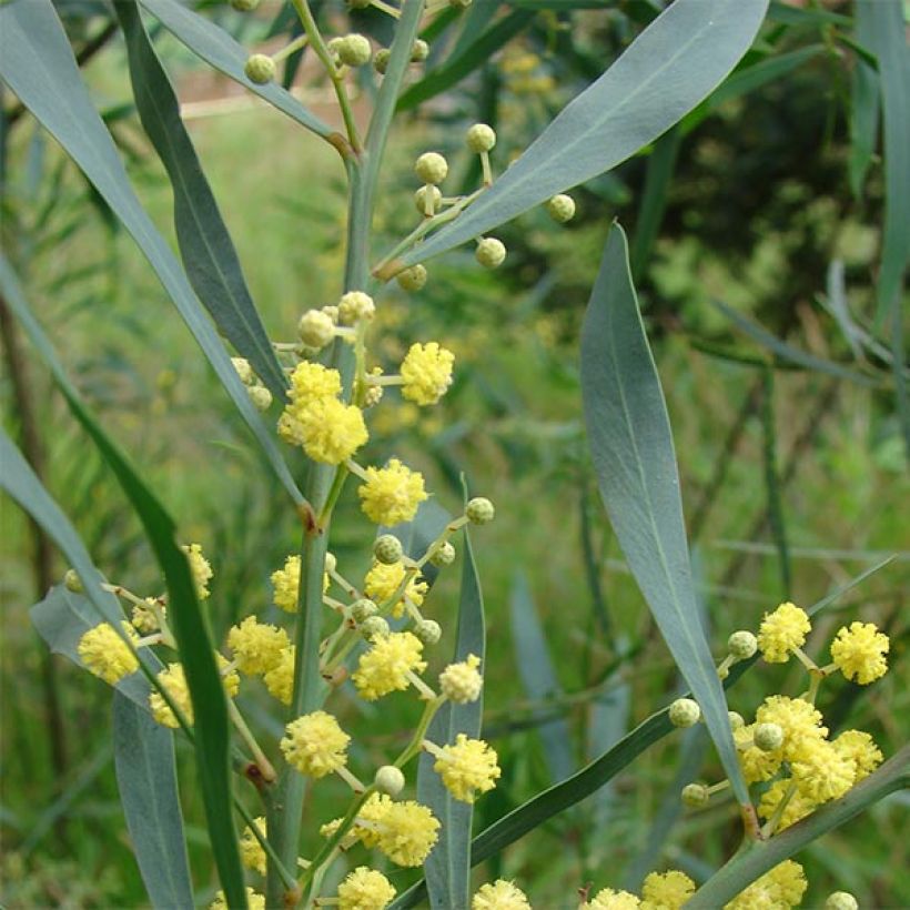 Mimosa des 4 saisons - Acacia retinodes (Feuillage)