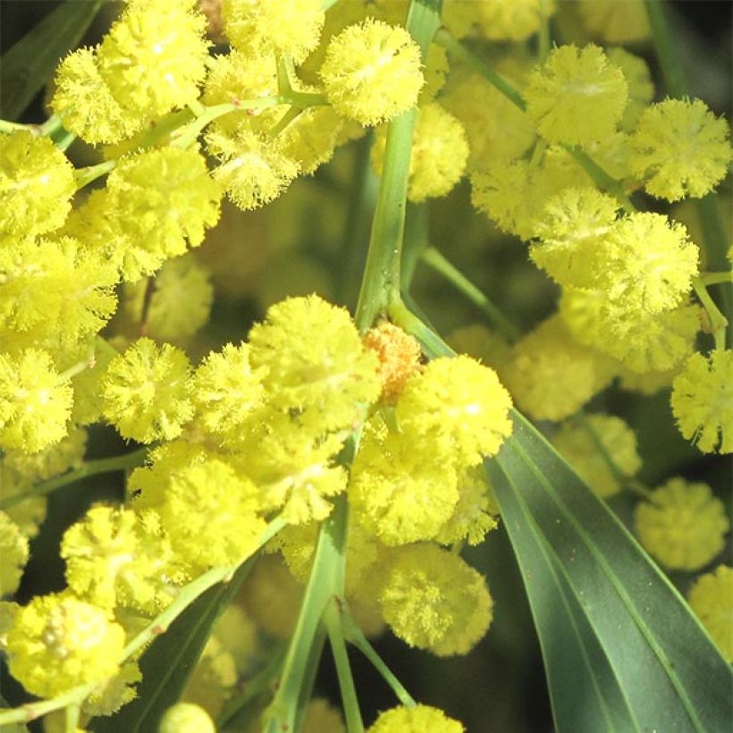 Mimosa des 4 saisons - Acacia retinodes (Floraison)