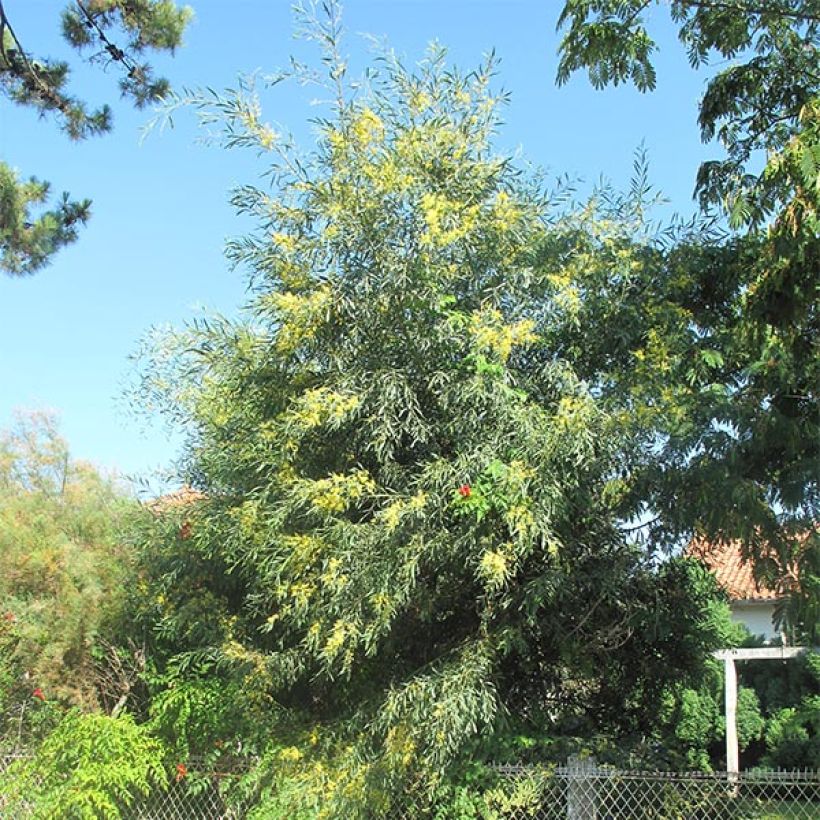 Mimosa des 4 saisons - Acacia retinodes (Port)