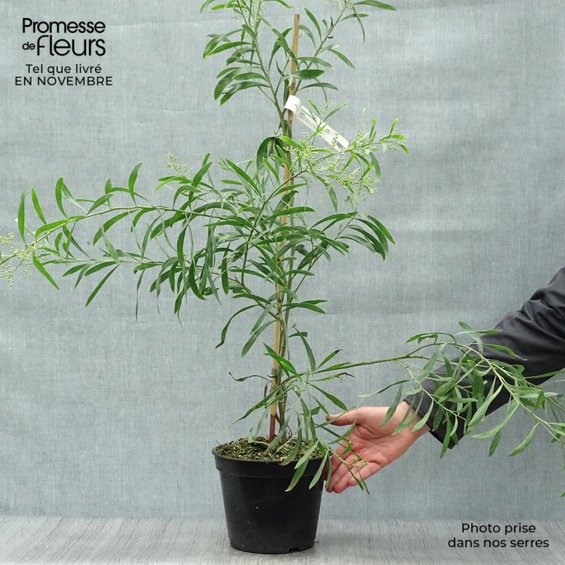 Spécimen de Mimosa des 4 saisons Lisette - Acacia retinodes Pot de 2L/3L tel que livré en automne