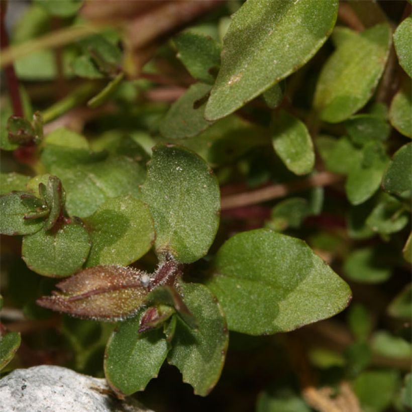 Mimulus tilingii (Feuillage)