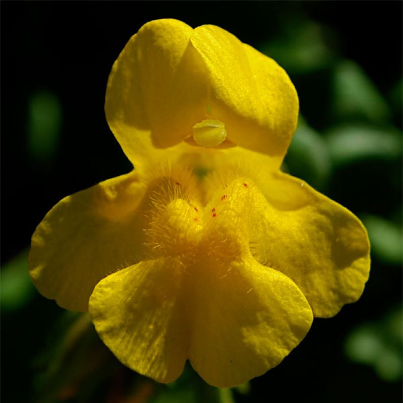 Mimulus tilingii (Floraison)