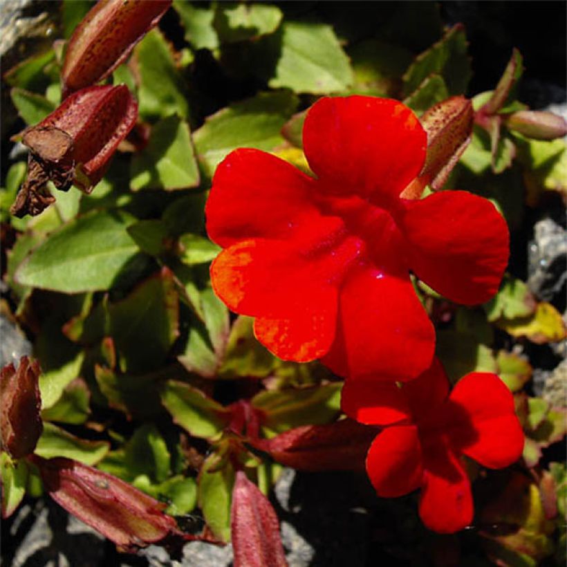 Mimulus cupreus Roter Kaiser (Floraison)