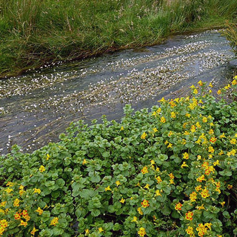 Mimulus luteus (Feuillage)