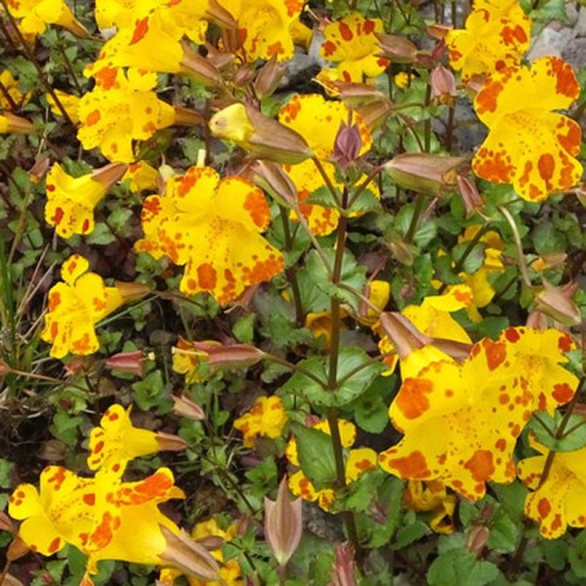 Mimulus luteus (Floraison)