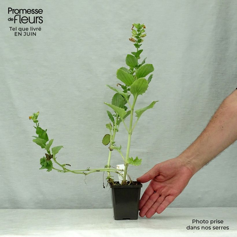 Spécimen de Mimulus luteus Godet de 8/9 cm tel que livré en été