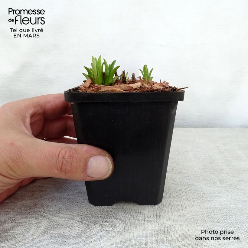 Spécimen de Mimulus ringens - Mimule bleue Godet de 8 cm tel que livré au printemps