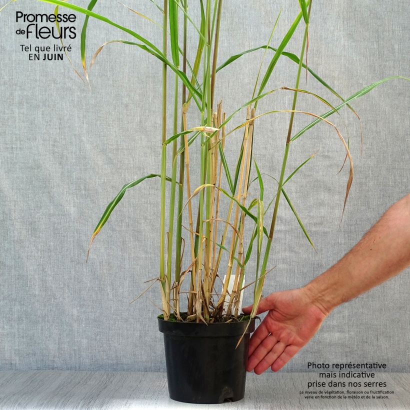 Spécimen de Miscanthus Giganteus - Roseau de Chine géant Pot de 2L/3L tel que livré en été