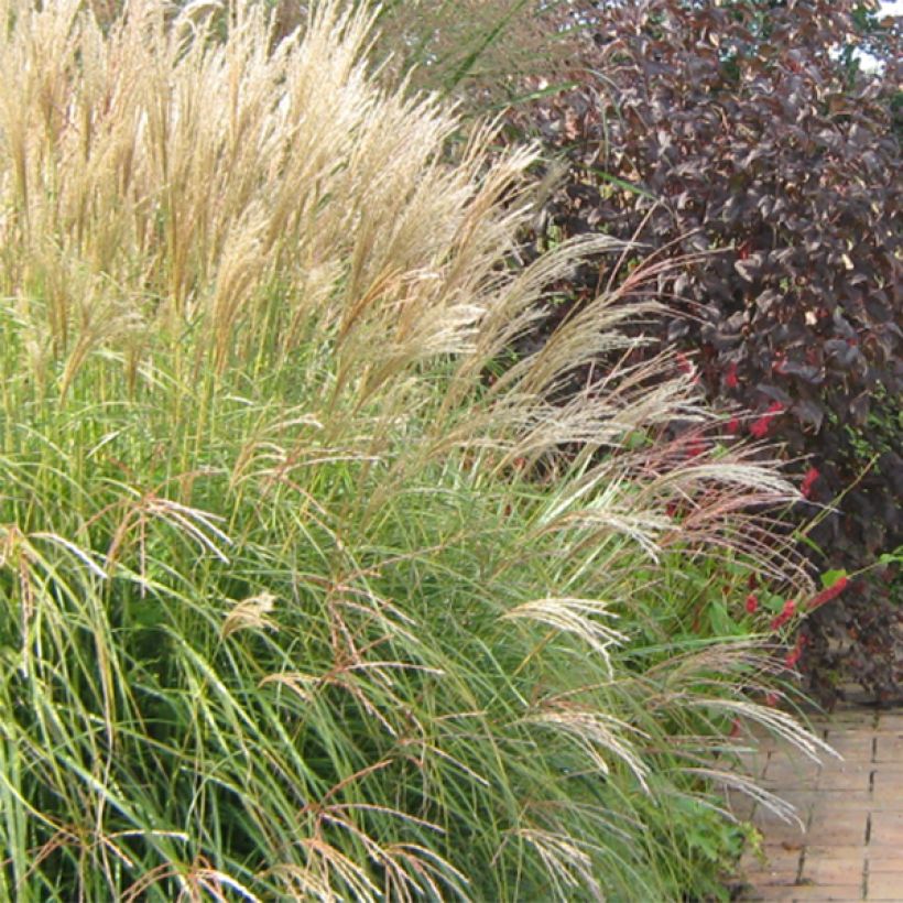 Miscanthus sinensis Yaku-Jima - Roseau de Chine  (Floraison)