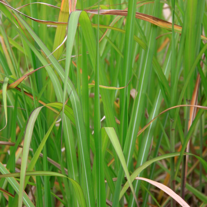 Miscanthus floridulus - Roseau de Chine, Eulalie gigantesque (Feuillage)