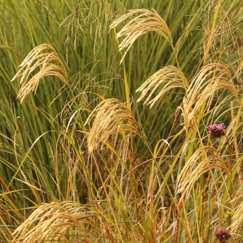 Miscanthus nepalensis - Miscanthus du Népal (Floraison)