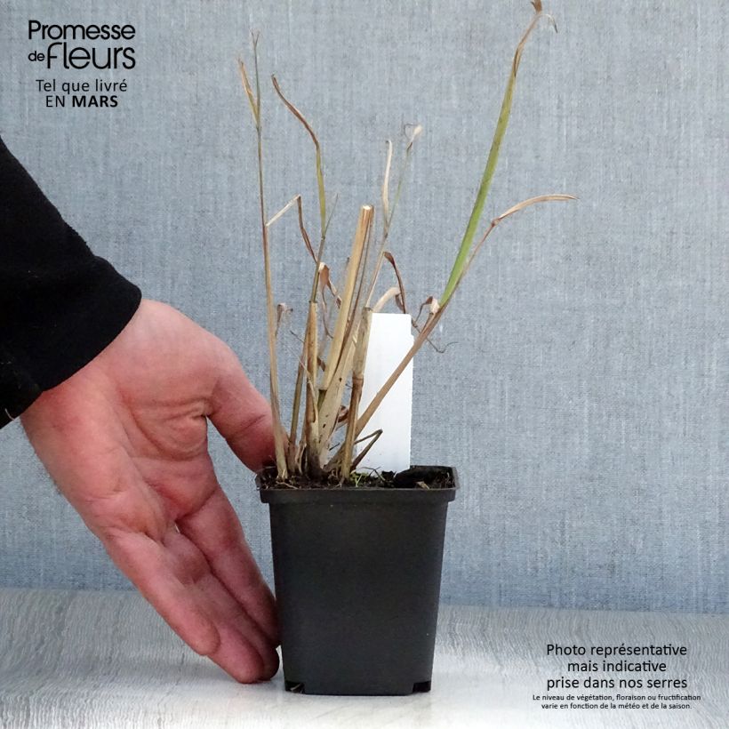Spécimen de Miscanthus nepalensis - Miscanthus du Népal Godet de 9cm tel que livré au printemps