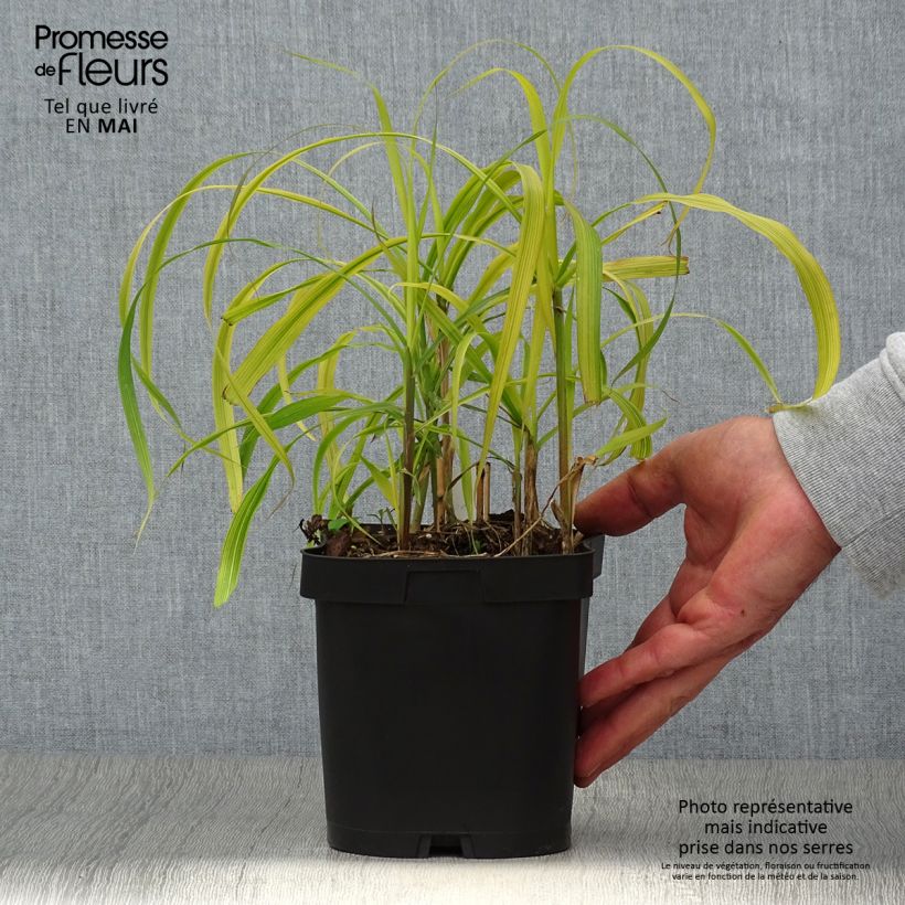 Spécimen de Miscanthus sacchariflorus - Roseau de Chine en pot de 2/3 litres tel que livré au printemps