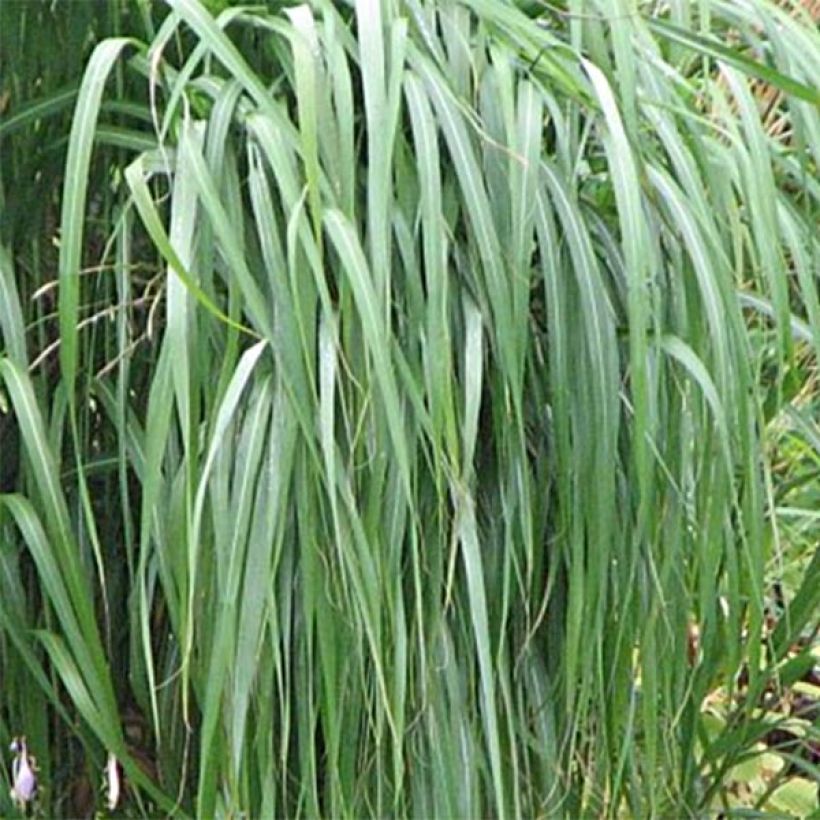 Miscanthus sacchariflorus - Roseau de Chine (Feuillage)