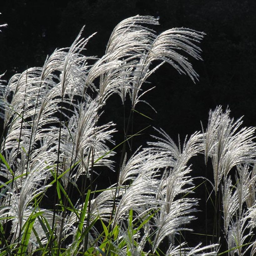 Miscanthus sacchariflorus - Roseau de Chine (Floraison)