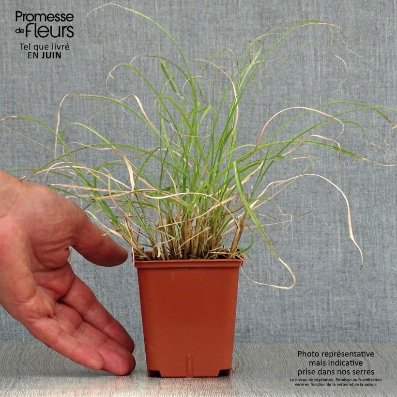 Spécimen de Miscanthus sinensis Adagio - Roseau de Chine Godet de 8/9 cm tel que livré en été