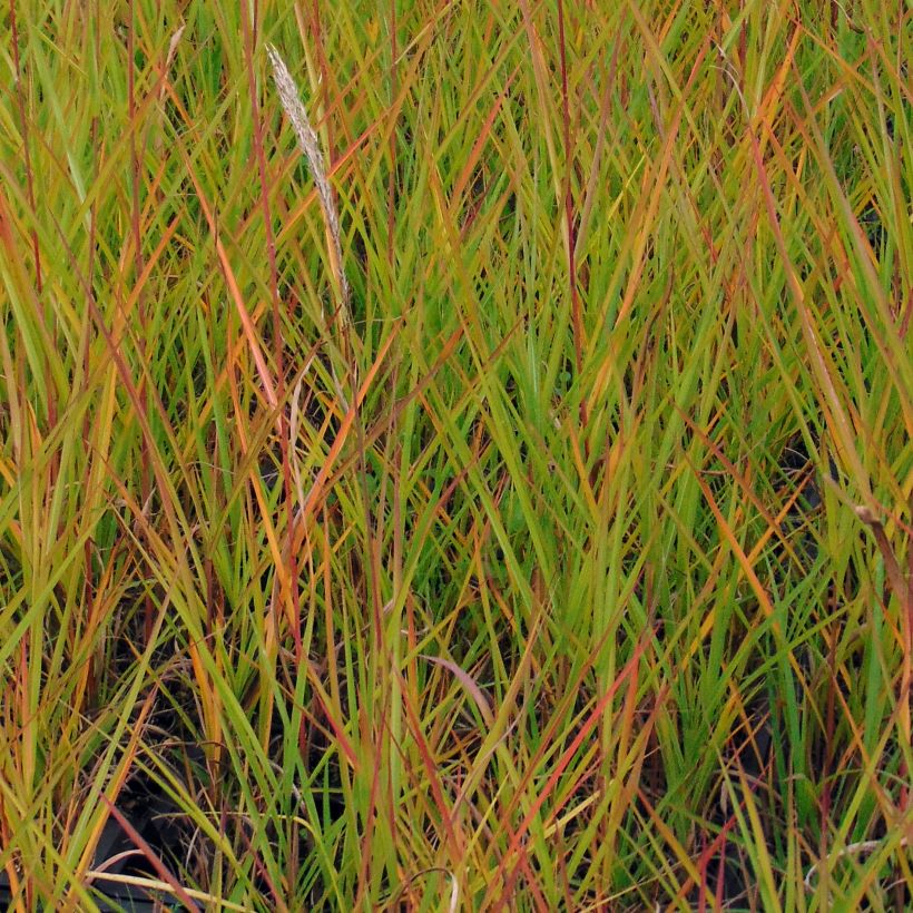Miscanthus sinensis Afrika - Eulalie - Roseau de Chine (Feuillage)
