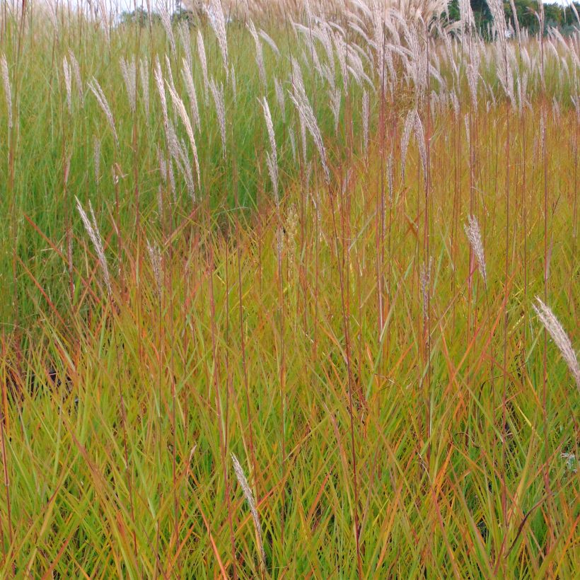 Miscanthus sinensis Afrika - Eulalie - Roseau de Chine (Floraison)