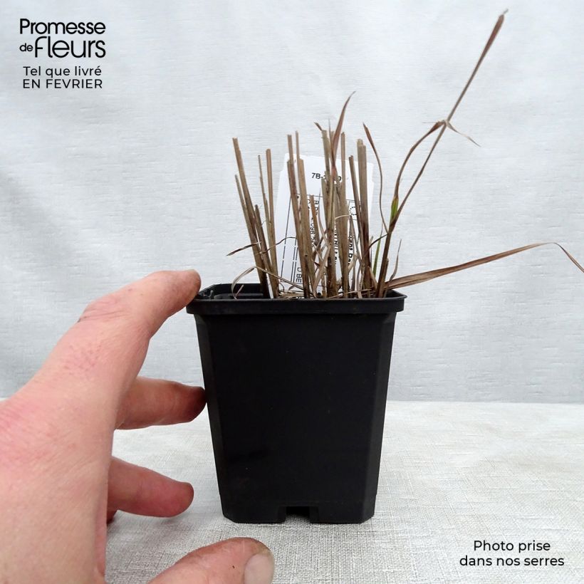 Spécimen de Miscanthus sinensis Afrika - Eulalie - Roseau de Chine Godet de 9cm tel que livré en hiver