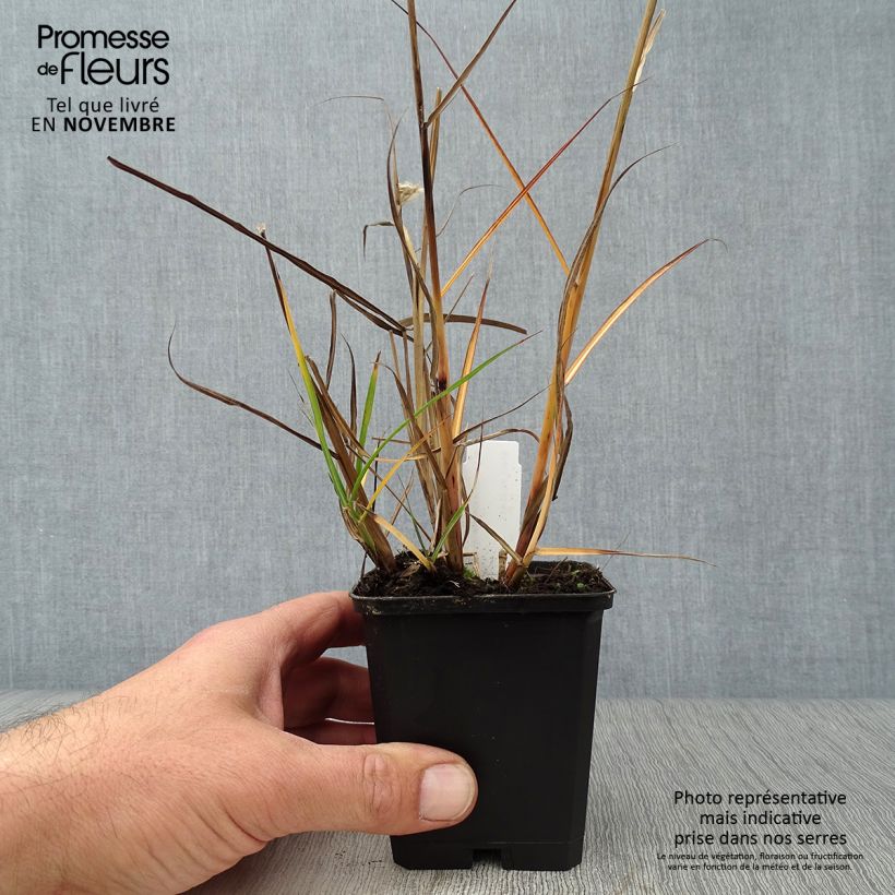 Spécimen de Miscanthus sinensis Aperitiv (Aperitif) - Roseau de Chine Godet de 8/9 cm tel que livré en automne