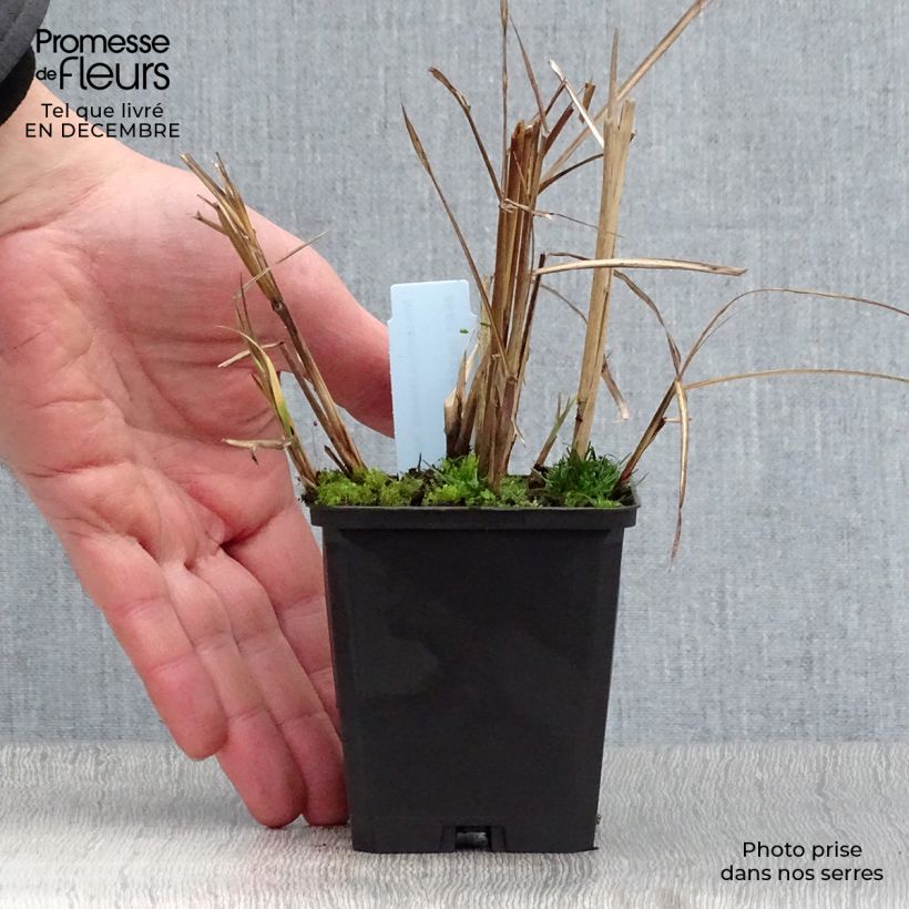 Spécimen de Miscanthus sinensis Aperitiv (Aperitif) - Roseau de Chine Godet de 9cm tel que livré en hiver