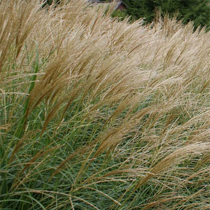 Miscanthus sinensis Arabesque - Roseau de Chine. (Floraison)