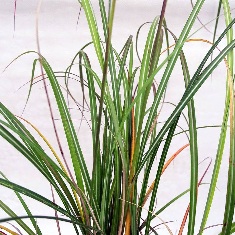 Miscanthus sinensis Arabesque - Roseau de Chine. (Feuillage)