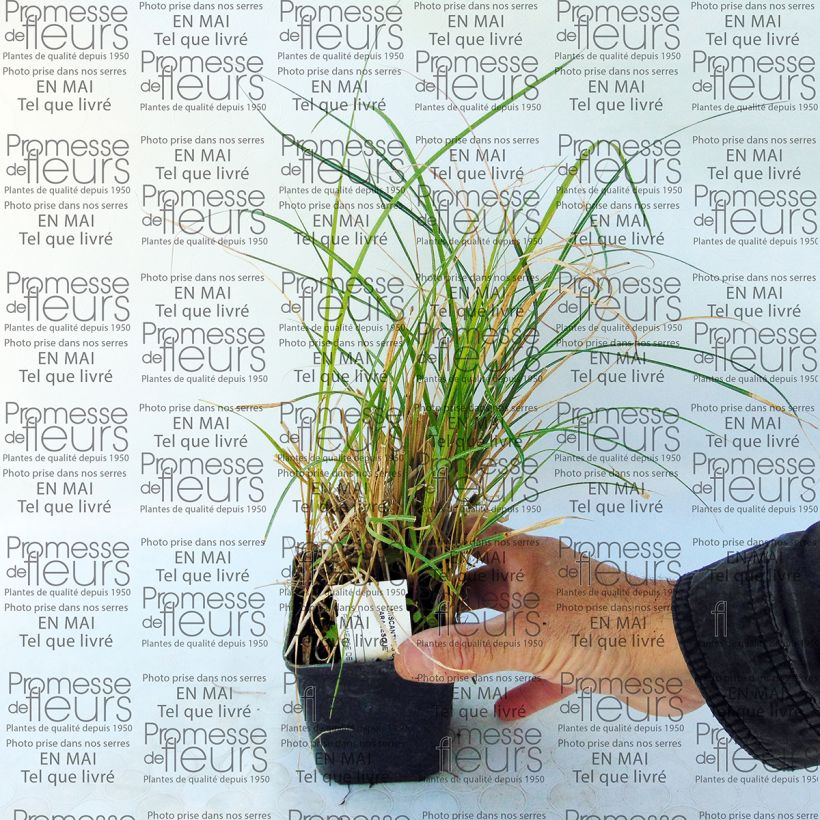 Exemple de spécimen de Miscanthus sinensis Arabesque - Roseau de Chine. Godet de 9cm tel que livré