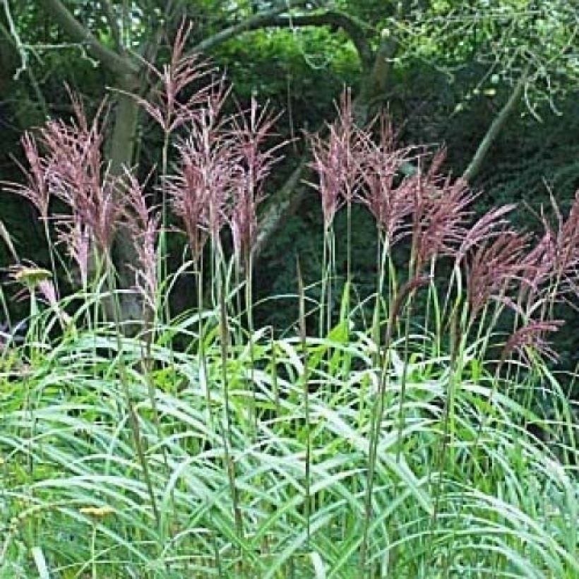 Miscanthus sinensis August Feder - Eulalie, Roseau de Chine  (Floraison)