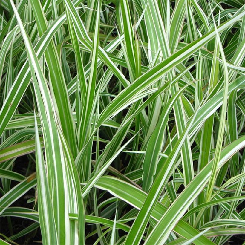 Miscanthus sinensis Cabaret - Roseau de Chine (Feuillage)