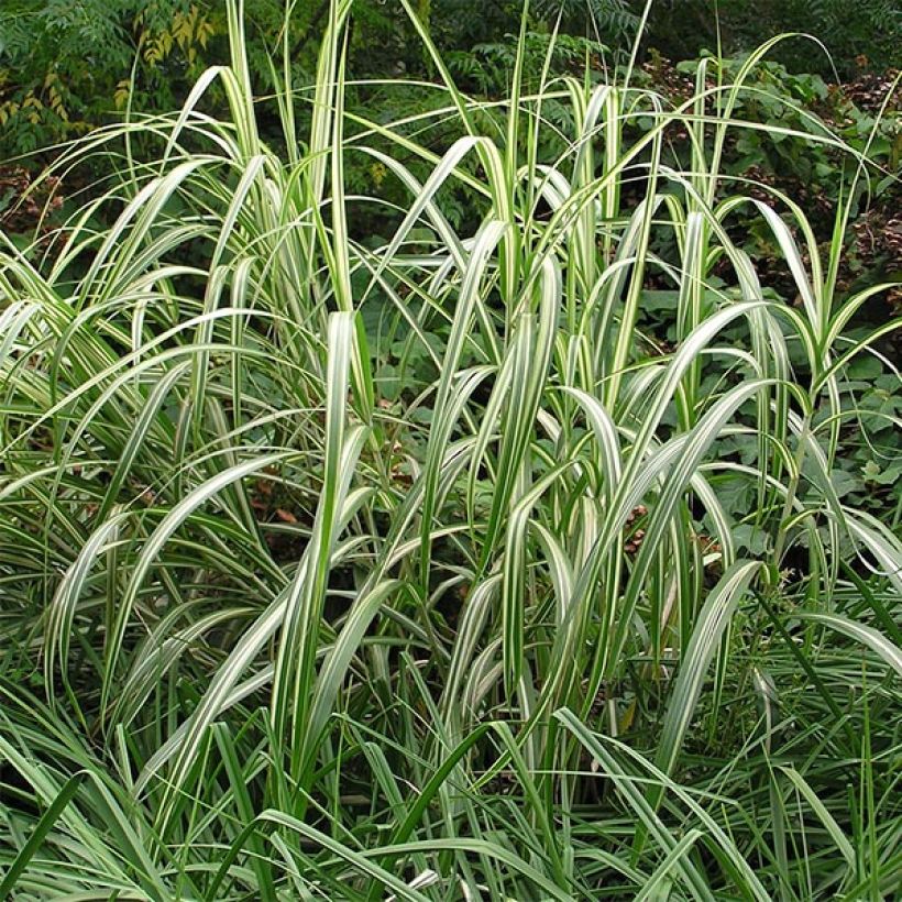 Miscanthus sinensis Cabaret - Roseau de Chine (Port)