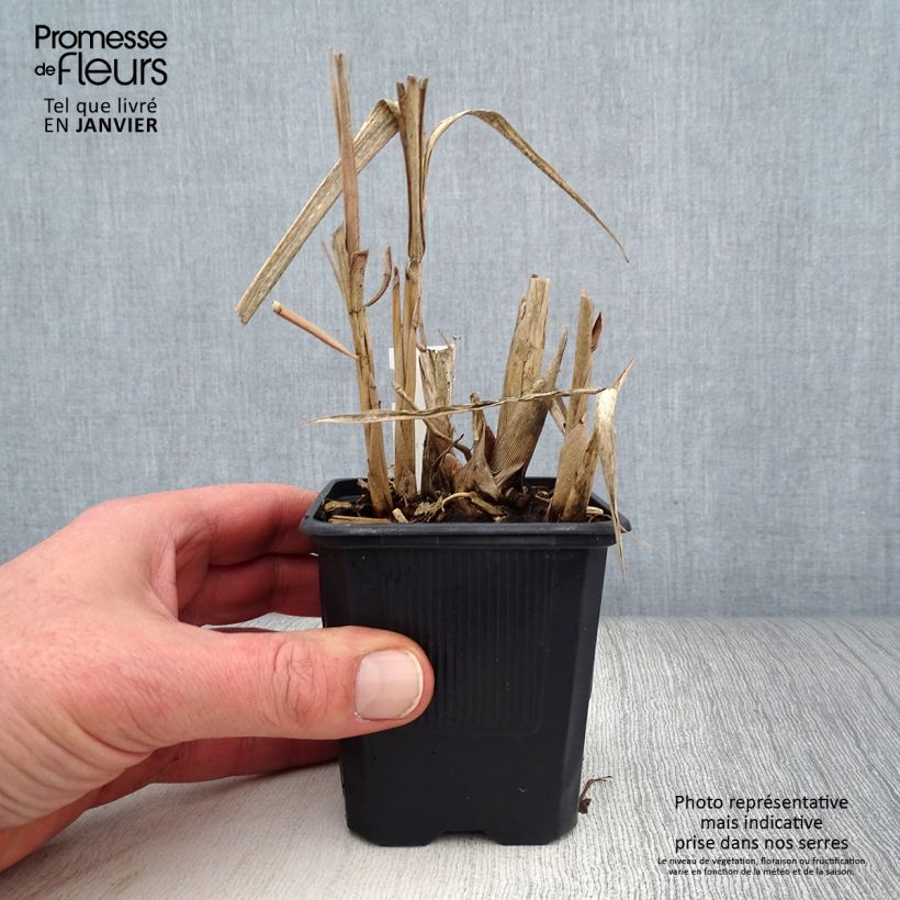 Spécimen de Miscanthus sinensis Cabaret - Roseau de Chine tel que livré en hiver