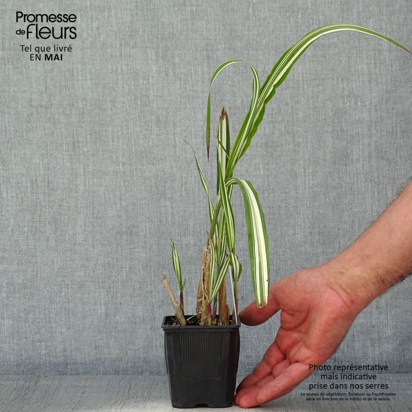 Spécimen de Miscanthus sinensis Cabaret - Roseau de Chine Godet de 9cm tel que livré au printemps