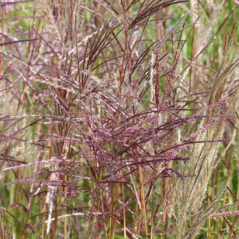 Miscanthus sinensis China - Eulalie - Roseau de Chine (Floraison)