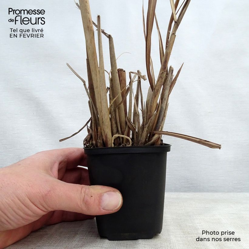 Spécimen de Miscanthus sinensis China - Eulalie - Roseau de Chine tel que livré en hiver