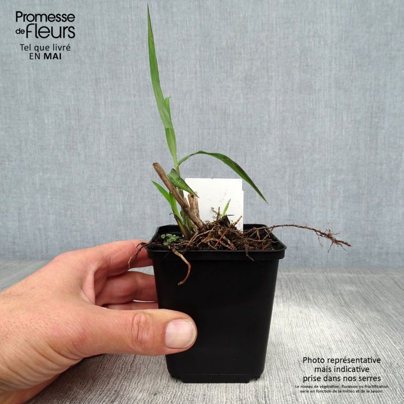 Spécimen de Miscanthus sinensis China - Eulalie - Roseau de Chine Godet de 8/9 cm tel que livré au printemps