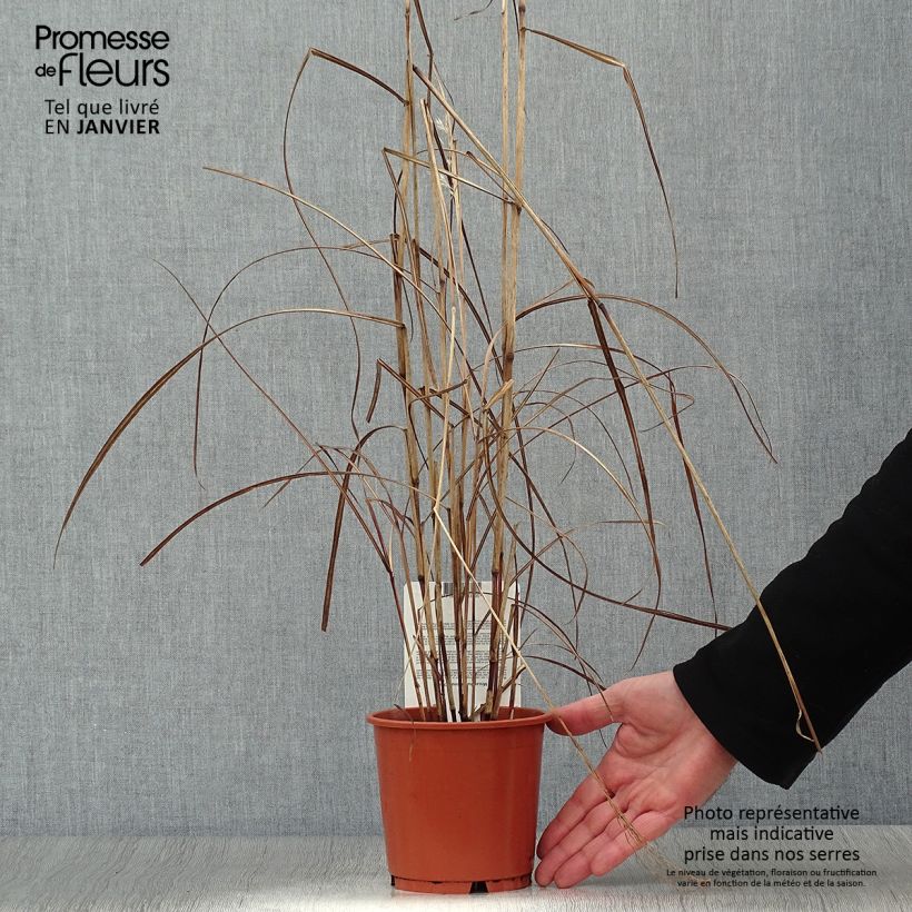 Spécimen de Miscanthus sinensis China - Eulalie - Roseau de Chine tel que livré en hiver