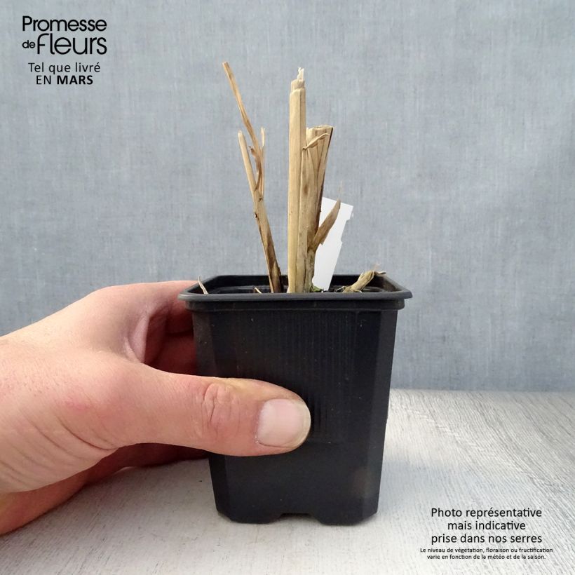 Spécimen de Miscanthus sinensis Cosmopolitan - Eulalie, Roseau de Chine Godet de 9cm tel que livré au printemps