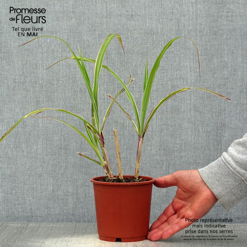 Spécimen de Miscanthus sinensis Cosmopolitan - Eulalie, Roseau de Chine en pot de 1L/1.5L tel que livré au printemps