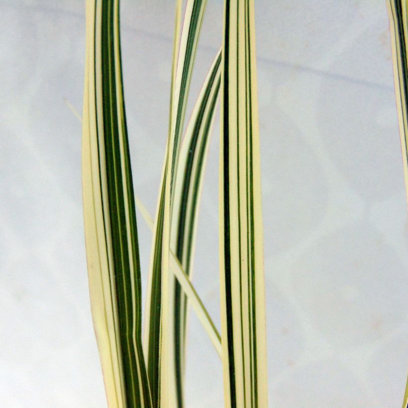 Miscanthus sinensis Cosmopolitan - Eulalie, Roseau de Chine (Feuillage)