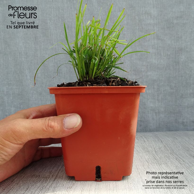 Spécimen de Miscanthus sinensis Cute One - Roseau de Chine nain. Pot de 1L/1,5L tel que livré en automne