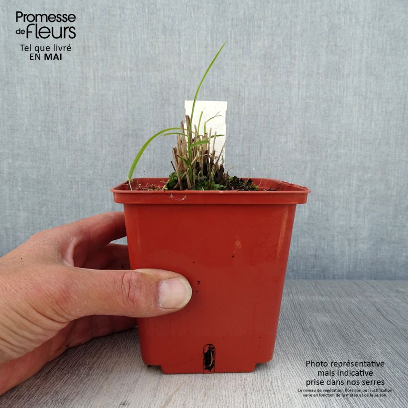 Spécimen de Miscanthus sinensis Cute One - Roseau de Chine nain. Pot de 1L/1,5L tel que livré au printemps