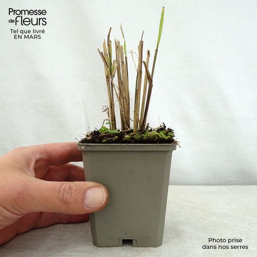 Spécimen de Miscanthus sinensis Dronning Ingrid - Roseau de Chine en godet de 9 cm tel que livré au printemps