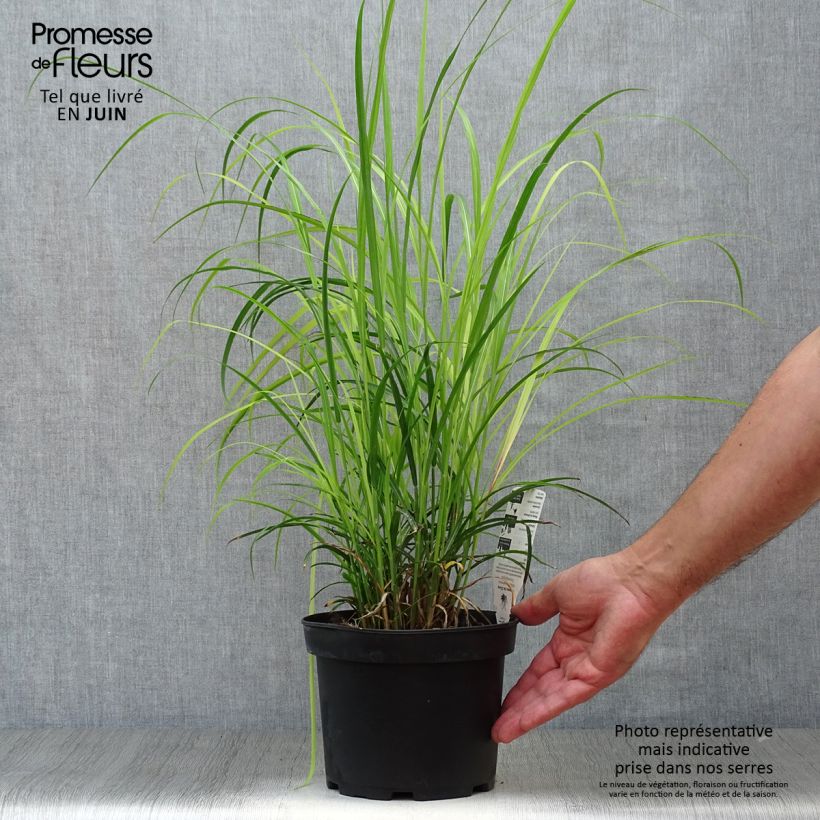 Spécimen de Miscanthus sinensis Dronning Ingrid - Roseau de Chine Pot de 1,5L/2L tel que livré en été