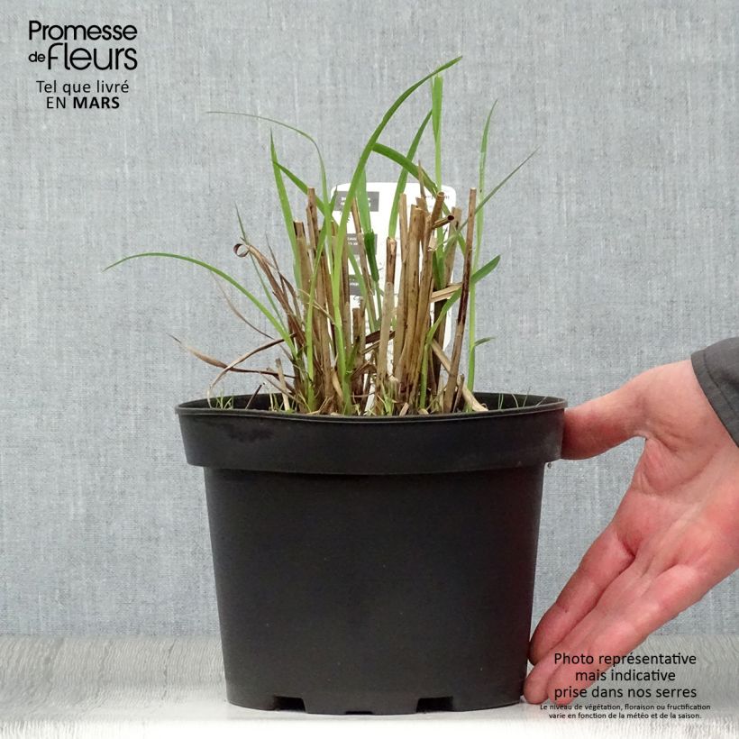 Spécimen de Miscanthus sinensis Dronning Ingrid - Roseau de Chine en pot de 1.5/2 litres tel que livré au printemps