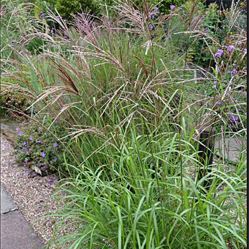 Miscanthus sinensis Emmanuel Lepage - Roseau de Chine (Floraison)